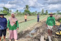 Klaster Usaha Barokah Sayur di Isano Mbias, di kawasan Distrik Tanah Miring, Distrik Merauke, Papua Selatan. (Dok. BRI)