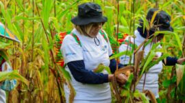 Program BRI Menanam - Grow & Green yang dilaksanakan di lahan kritis yang terletak kampung Tanjung Prepat, Kabupaten Berau, Provinsi Kalimantan Timur. (Dok. BRI).