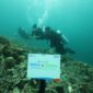 Masyarakat di Pulau Maratua secara bertahap merasakan manfaat dari upaya transplantasi terumbu karang Sejak berkolaborasi dengan progam BRI Menanam – Grow & Green Tranplantasi Terumbu Karang pada 2023. (Dok. BRI)