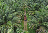 Aset perkebunan sawit PT PAL disita karena diduga dibeli dari dana kredit fiktif. (Dok. sawitindonesia.com)