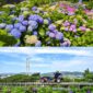 Distrik Namgu di Kota Ulsan akan menggelar Festival Hydrangea Jangsaengpo Kelima dan meluncurkan Whale Kart.